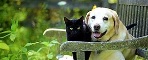 Cat and dog